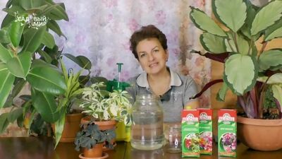 ДИФФЕНБАХИЯ И БЕГОНИЯ - МОДНЫЙ ТРЕНД 2020! Самые красивые комнатные цветы с декоративными листьями