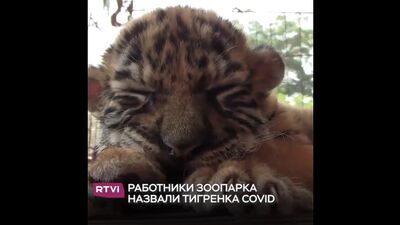 Тигренок по имени