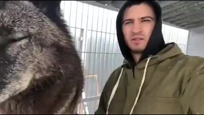 Канадский волк. Самый большой волк