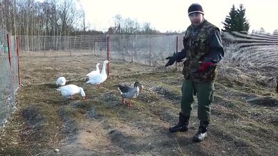 [Деревенский блокнот] Про некоторые особенности интимной жизни в деревне