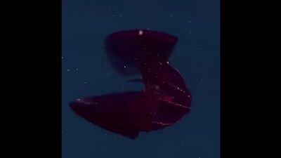 A mesmerising bloody-belly comb jelly. It lives in the the mesopelagic zone of the ocean, where there is no light