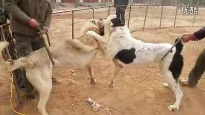 Алабай Vs Кангал (Fighting Dogs) Собачьи бои: Alabai/CAO против Kangal