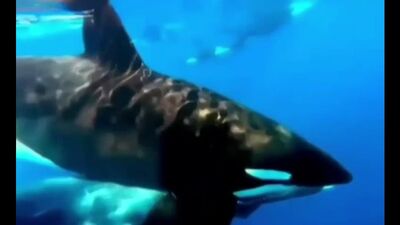 Косатка поймала детёныша горбатого кита и плывёт с ним в зубах, чтобы продемонстрировать этот улов своей стае