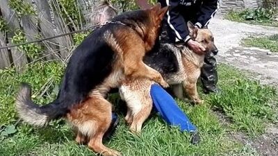 ВЯЗКА СОБАК. Немецкие Овчарки. Mating German shepherds. التزاوج الكلاب. कुत्ता संभोग। Одесса
