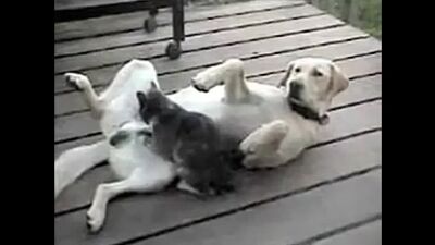 Кошка делает сабаке хорошо_)