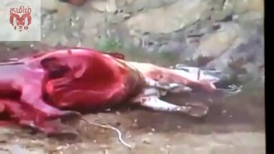 Бык убивает лошадь