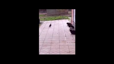 Pussy Power #126 построил