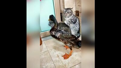 Этот селезень построил тут всех!