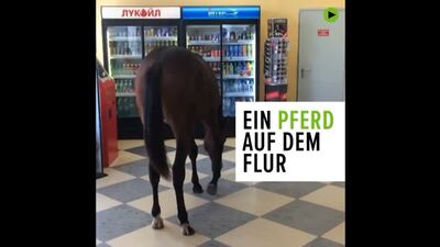 Da steht ein Pferd auf dem Flur