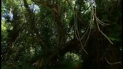 Вика Mystery Island