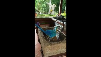 Video by Natalia Garcia