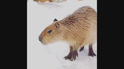 Capy eatin' snow