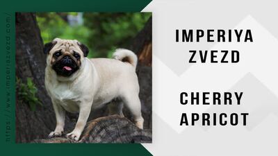 Стеша_IMPERIYA ZVEZD CHERRY APRICOT