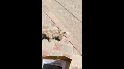 Video by JUST A VOLUNTEER