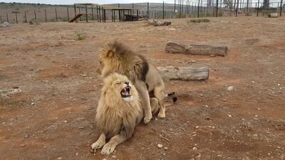 Lion Gay from Jakub Stray