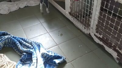 Видео с хвостом