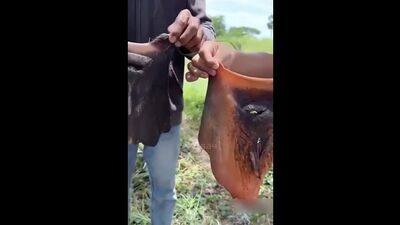 Говяжьи анусы