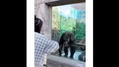 Человек и обезьяна